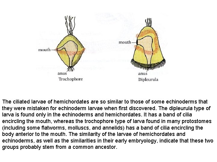 The ciliated larvae of hemichordates are so similar to those of some echinoderms that
