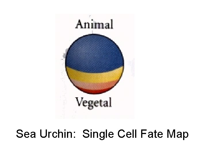 Sea Urchin: Single Cell Fate Map 