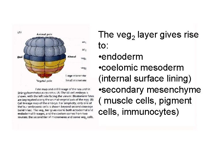 The veg 2 layer gives rise to: • endoderm • coelomic mesoderm (internal surface