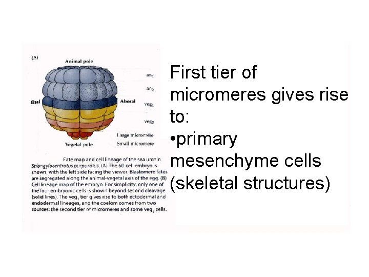 First tier of micromeres gives rise to: • primary mesenchyme cells (skeletal structures) 