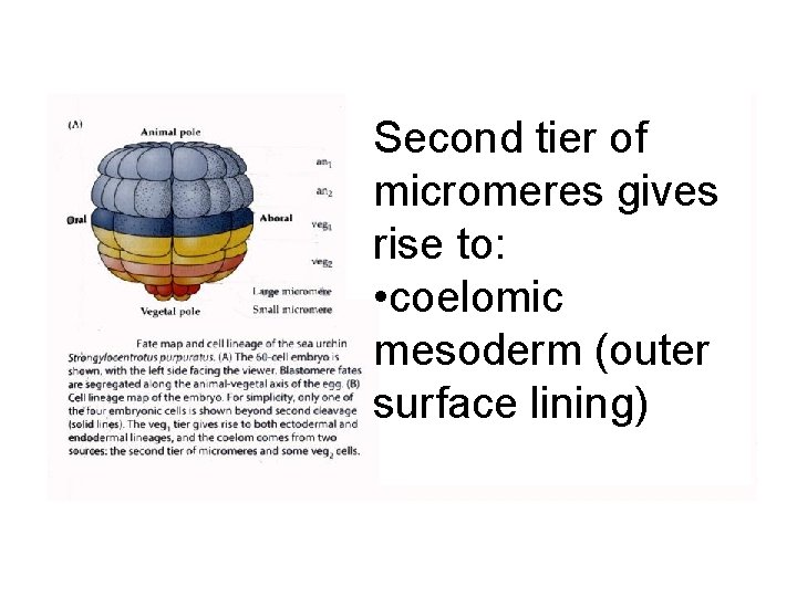 Second tier of micromeres gives rise to: • coelomic mesoderm (outer surface lining) 