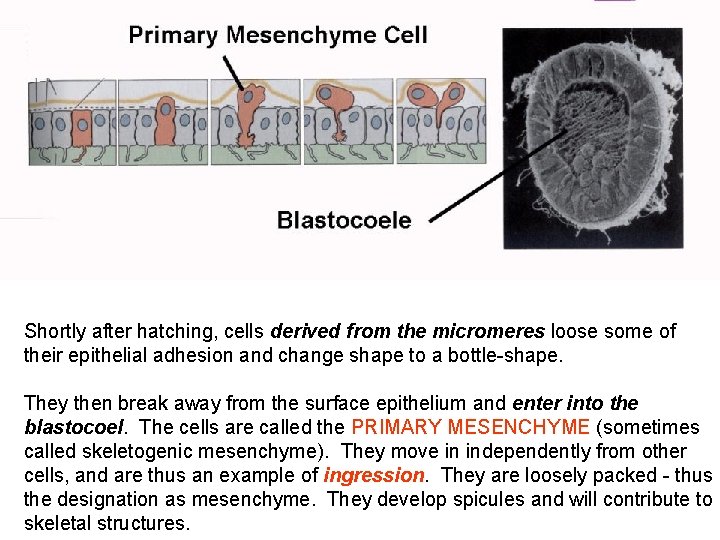 Shortly after hatching, cells derived from the micromeres loose some of their epithelial adhesion