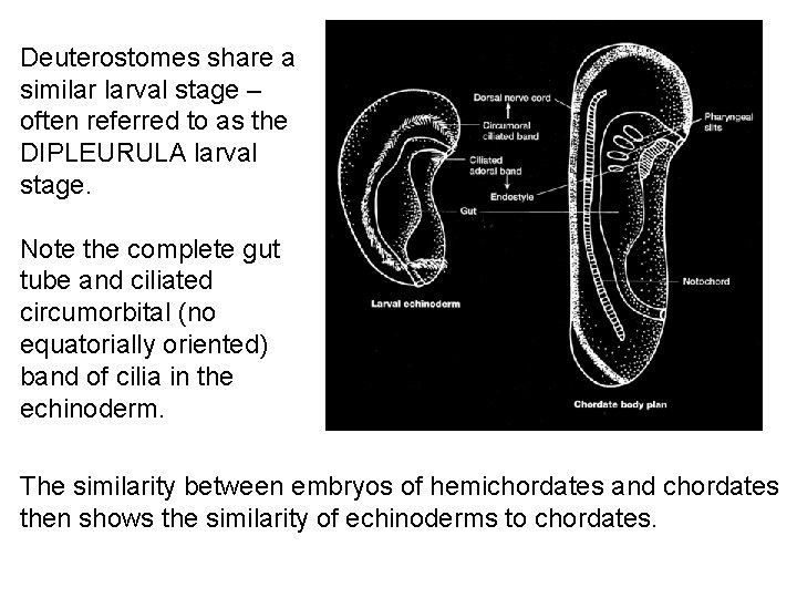 Deuterostomes share a similar larval stage – often referred to as the DIPLEURULA larval