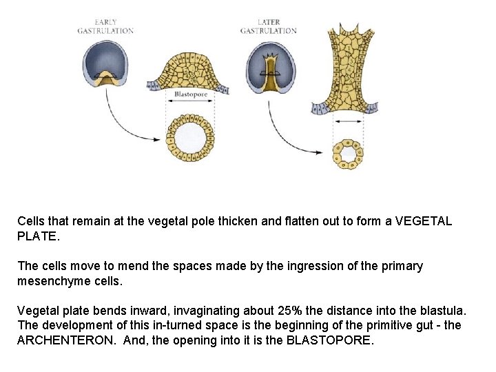 Cells that remain at the vegetal pole thicken and flatten out to form a