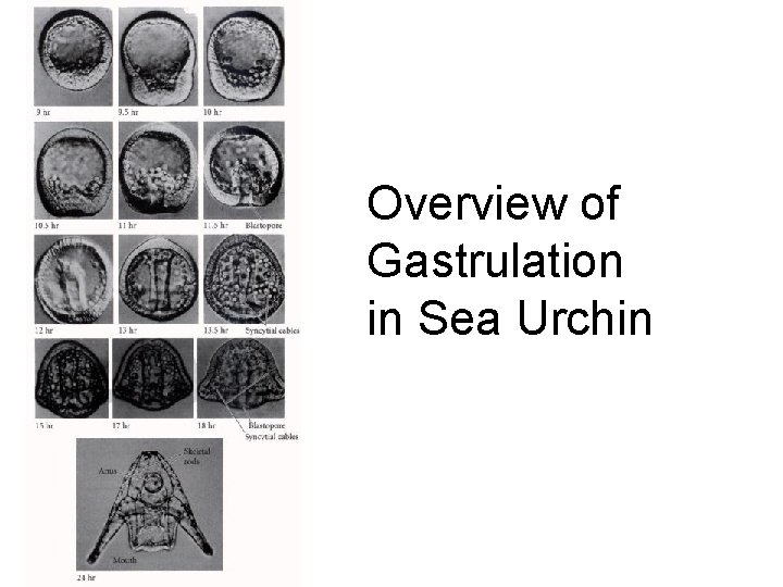 Overview of Gastrulation in Sea Urchin 