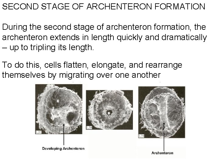 SECOND STAGE OF ARCHENTERON FORMATION During the second stage of archenteron formation, the archenteron