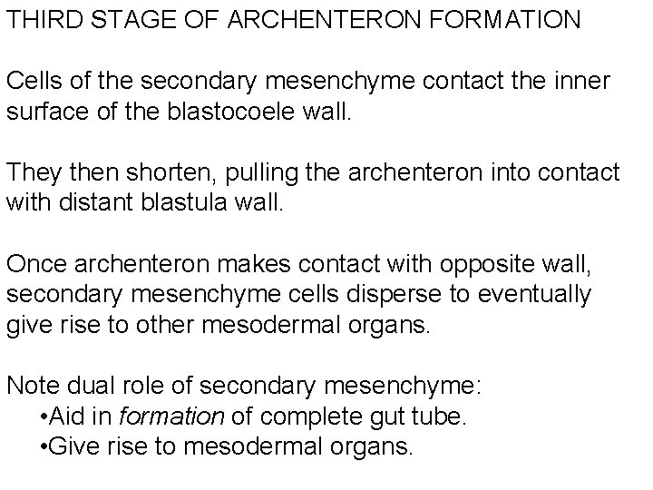 THIRD STAGE OF ARCHENTERON FORMATION Cells of the secondary mesenchyme contact the inner surface