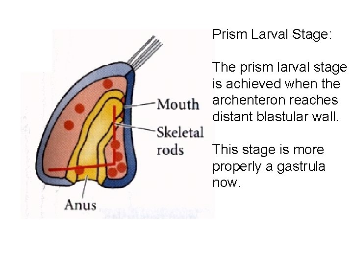 Prism Larval Stage: The prism larval stage is achieved when the archenteron reaches distant