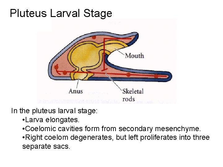 Pluteus Larval Stage In the pluteus larval stage: • Larva elongates. • Coelomic cavities