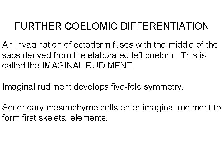 FURTHER COELOMIC DIFFERENTIATION An invagination of ectoderm fuses with the middle of the sacs