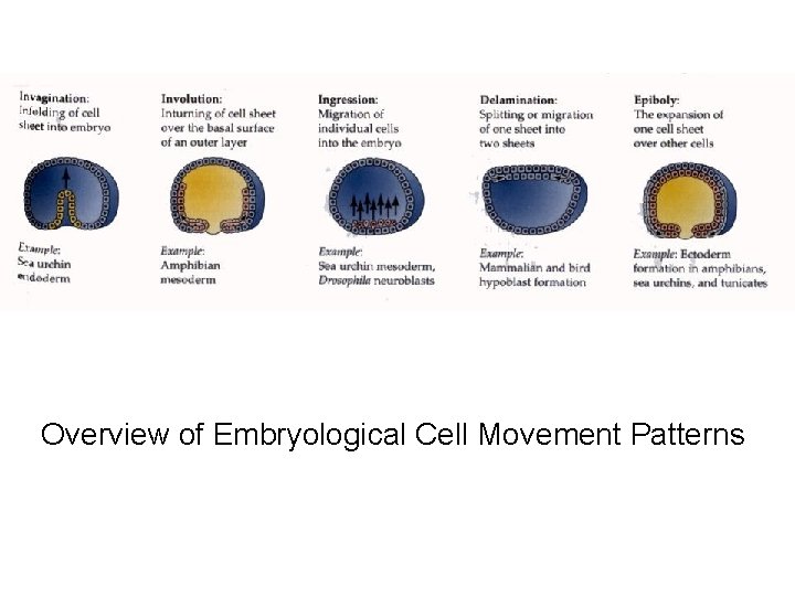 Overview of Embryological Cell Movement Patterns 