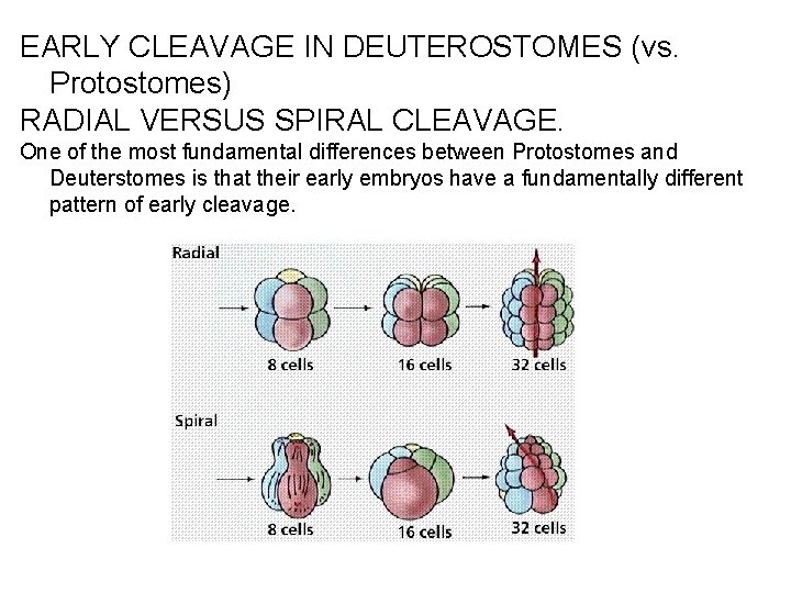 EARLY CLEAVAGE IN DEUTEROSTOMES (vs. Protostomes) RADIAL VERSUS SPIRAL CLEAVAGE. One of the most