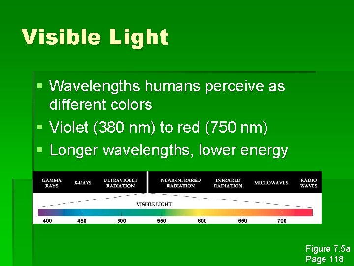 Visible Light § Wavelengths humans perceive as different colors § Violet (380 nm) to