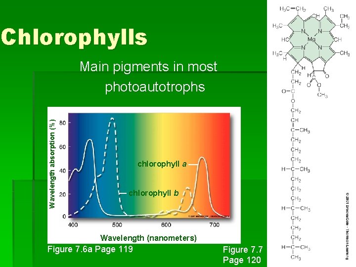 Chlorophylls Wavelength absorption (%) Main pigments in most photoautotrophs chlorophyll a chlorophyll b Wavelength