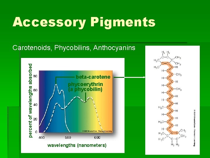 Accessory Pigments percent of wavelengths absorbed Carotenoids, Phycobilins, Anthocyanins beta-carotene phycoerythrin (a phycobilin) wavelengths