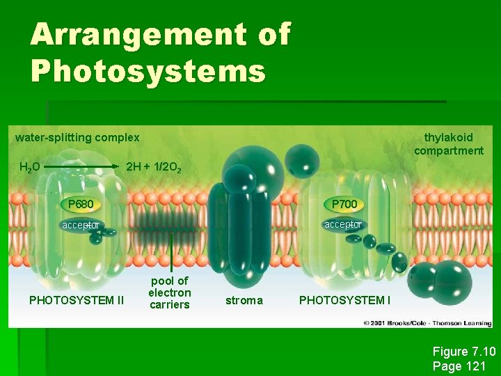 Arrangement of Photosystems water-splitting complex H 2 O thylakoid compartment 2 H + 1/2