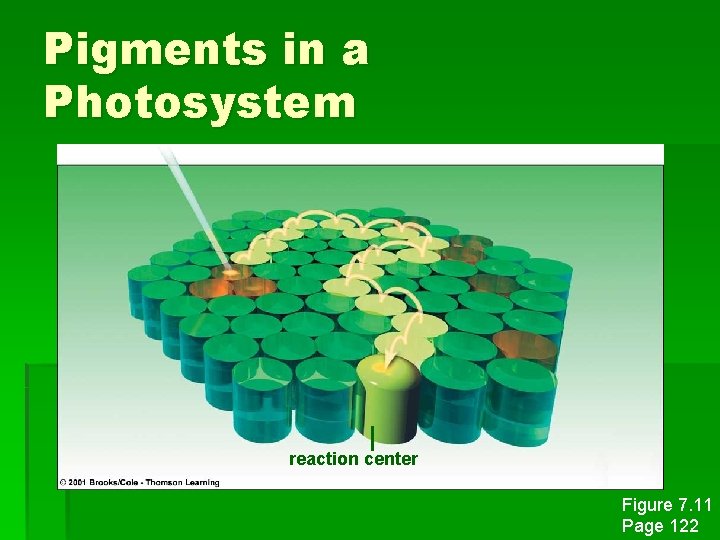 Pigments in a Photosystem reaction center Figure 7. 11 Page 122 