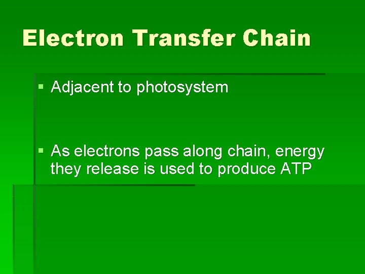 Electron Transfer Chain § Adjacent to photosystem § As electrons pass along chain, energy