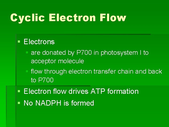Cyclic Electron Flow § Electrons § are donated by P 700 in photosystem I