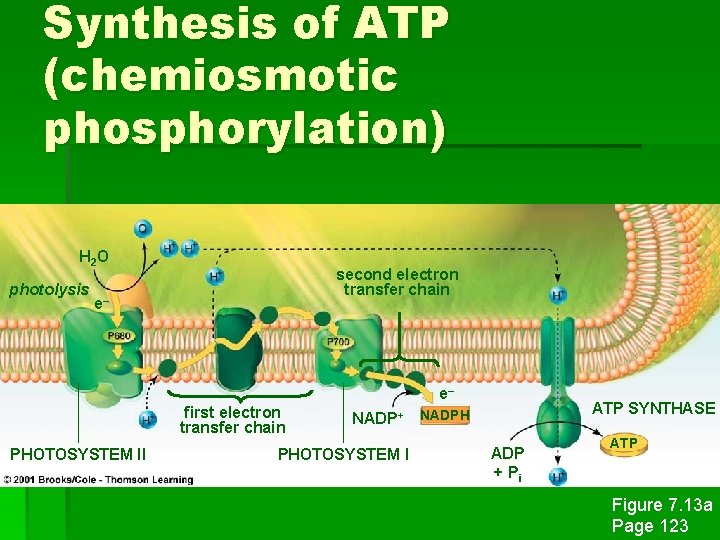 Synthesis of ATP (chemiosmotic phosphorylation) H 2 O photolysis second electron transfer chain e–