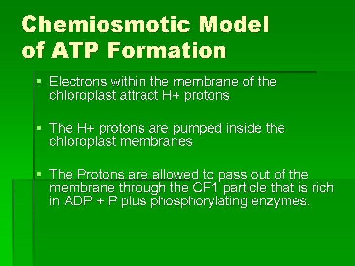Chemiosmotic Model of ATP Formation § Electrons within the membrane of the chloroplast attract