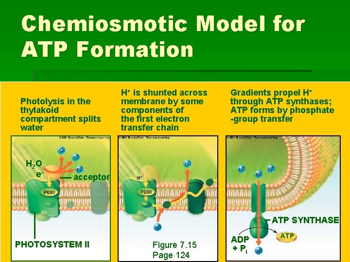 Chemiosmotic Model for ATP Formation Photolysis in the thylakoid compartment splits water H 2