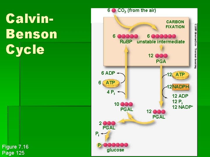 6 Calvin. Benson Cycle CO 2 (from the air) CARBON FIXATION 6 6 Ru.