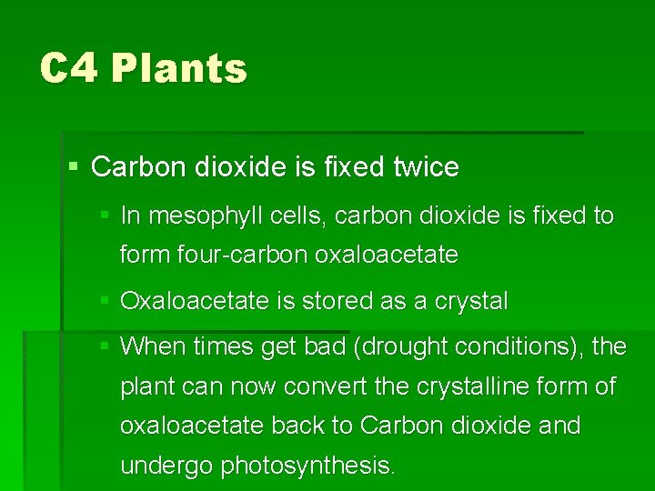 C 4 Plants § Carbon dioxide is fixed twice § In mesophyll cells, carbon