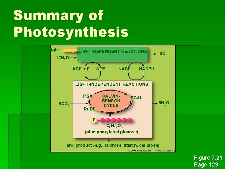 Summary of Photosynthesis light LIGHT-DEPENDENT REACTIONS 6 O 2 12 H 2 O ATP