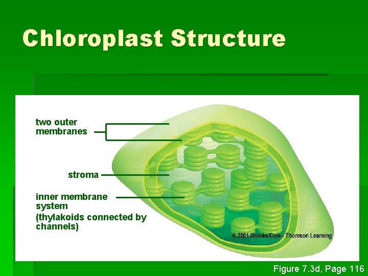 Chloroplast Structure two outer membranes stroma inner membrane system (thylakoids connected by channels) Figure