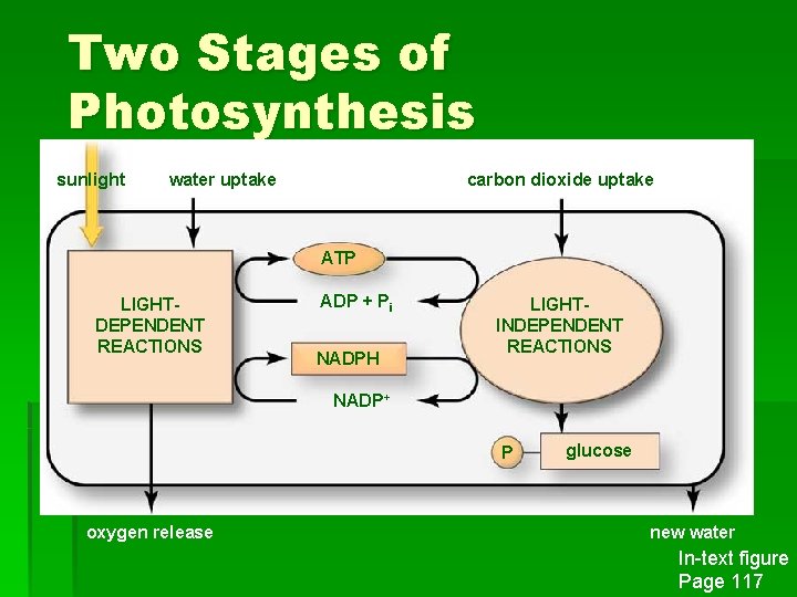 Two Stages of Photosynthesis sunlight water uptake carbon dioxide uptake ATP LIGHTDEPENDENT REACTIONS ADP