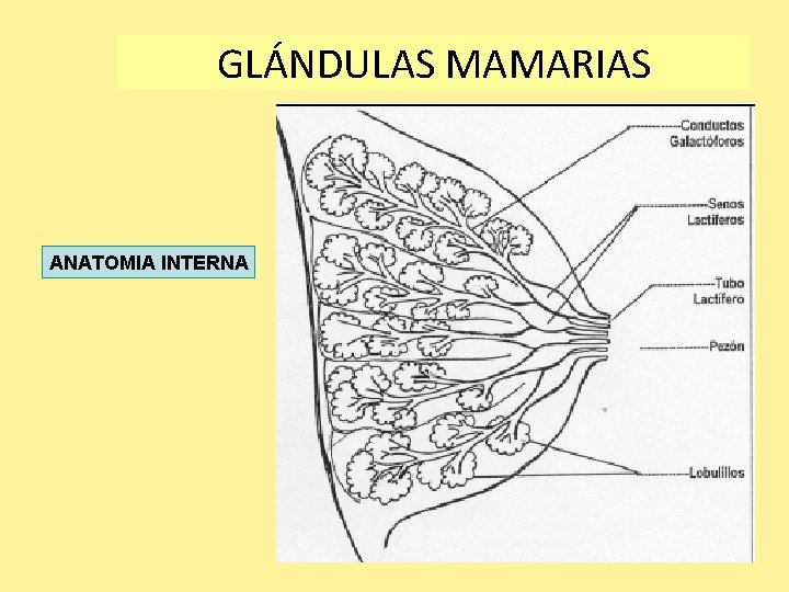 GLÁNDULAS MAMARIAS ANATOMIA INTERNA 