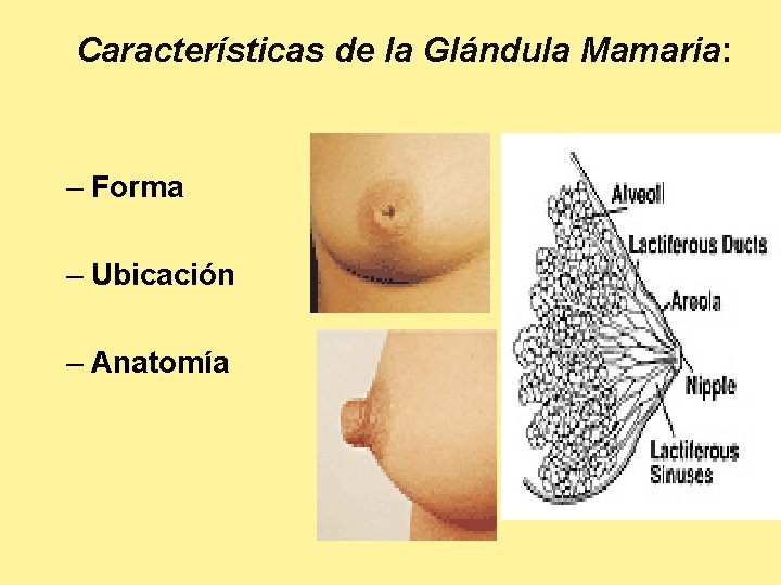 Características de la Glándula Mamaria: – Forma – Ubicación – Anatomía 