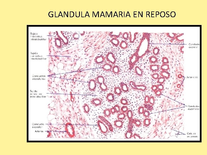 GLANDULA MAMARIA EN REPOSO 