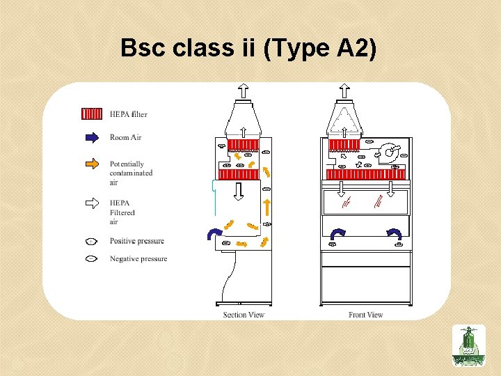 Bsc class ii (Type A 2) 