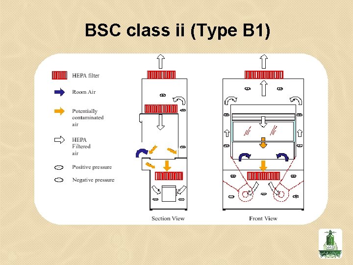 BSC class ii (Type B 1) 