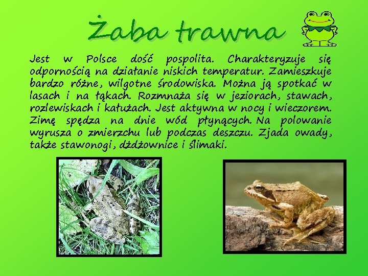 Żaba trawna Jest w Polsce dość pospolita. Charakteryzuje się odpornością na działanie niskich temperatur.