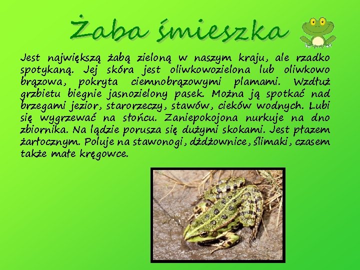Żaba śmieszka Jest największą żabą zieloną w naszym kraju, ale rzadko spotykaną. Jej skóra