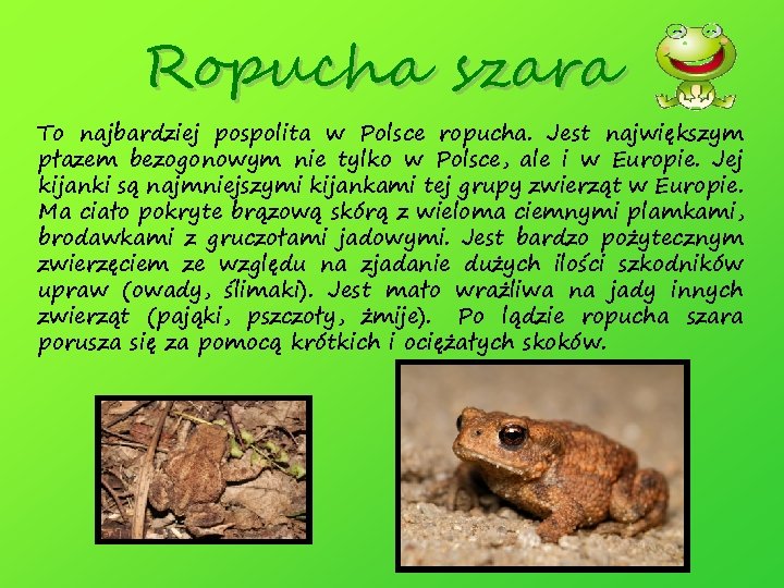 Ropucha szara To najbardziej pospolita w Polsce ropucha. Jest największym płazem bezogonowym nie tylko
