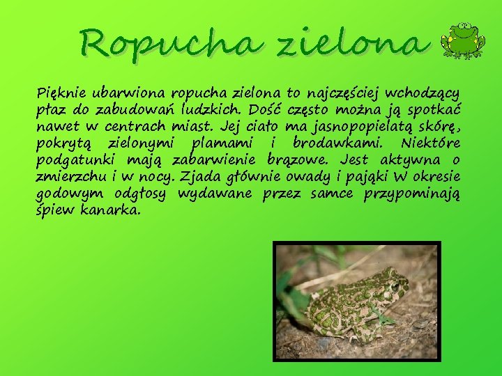 Ropucha zielona Pięknie ubarwiona ropucha zielona to najczęściej wchodzący płaz do zabudowań ludzkich. Dość