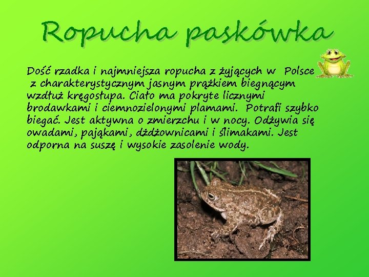 Ropucha paskówka Dość rzadka i najmniejsza ropucha z żyjących w Polsce z charakterystycznym jasnym