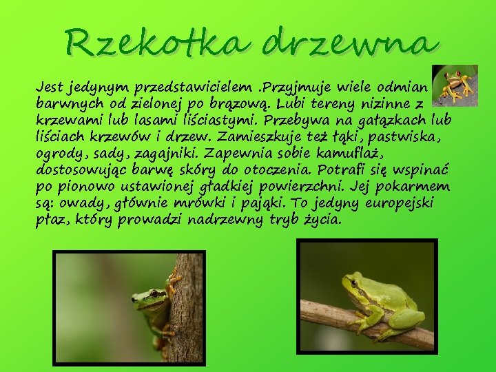 Rzekotka drzewna Jest jedynym przedstawicielem. Przyjmuje wiele odmian barwnych od zielonej po brązową. Lubi