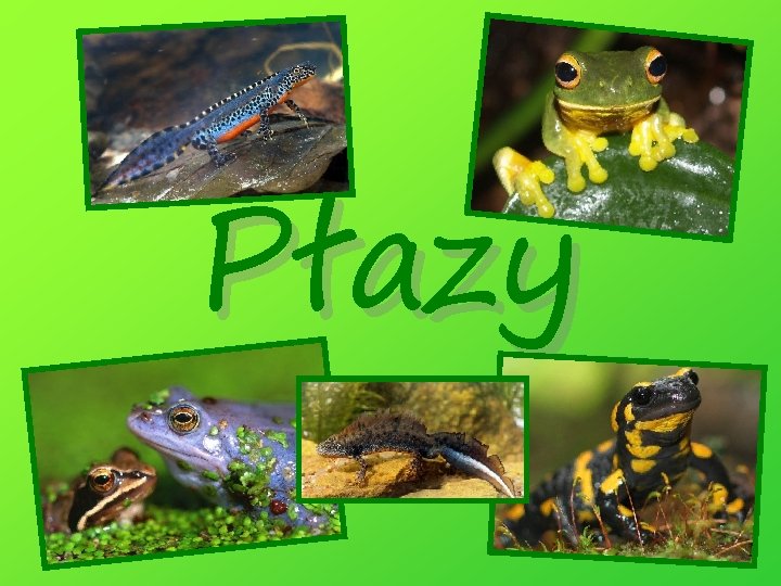 Płazy 