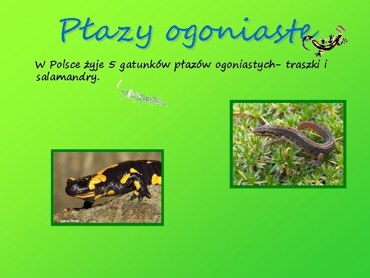 Płazy ogoniaste W Polsce żyje 5 gatunków płazów ogoniastych- traszki i salamandry. 