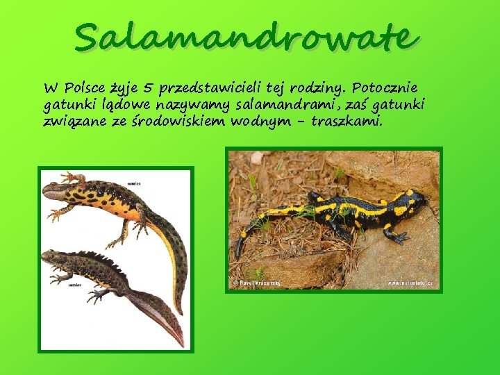  Salamandrowate W Polsce żyje 5 przedstawicieli tej rodziny. Potocznie gatunki lądowe nazywamy salamandrami,