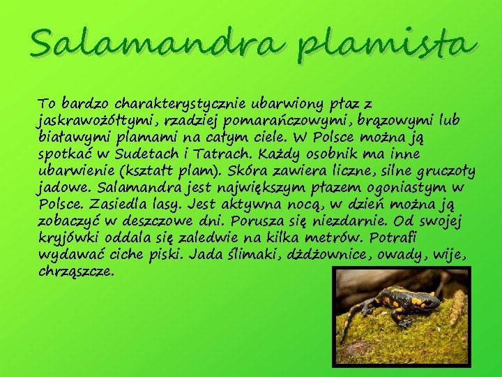 Salamandra plamista To bardzo charakterystycznie ubarwiony płaz z jaskrawożółtymi, rzadziej pomarańczowymi, brązowymi lub białawymi