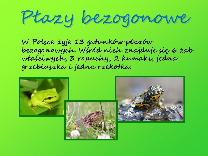 Płazy bezogonowe W Polsce żyje 13 gatunków płazów bezogonowych. Wśród nich znajduje się 6