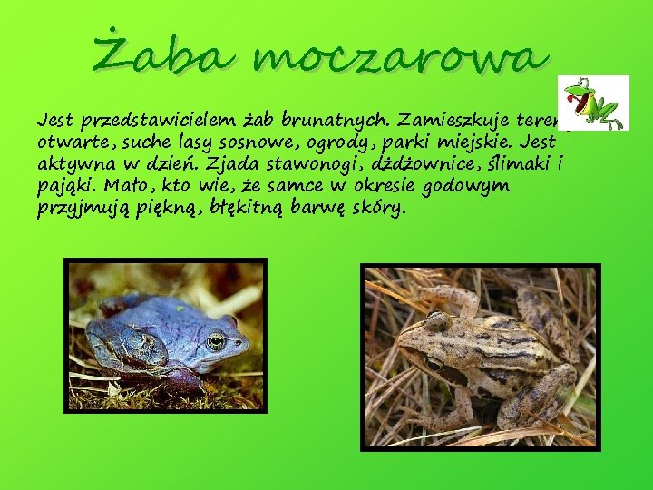 Żaba moczarowa Jest przedstawicielem żab brunatnych. Zamieszkuje tereny otwarte, suche lasy sosnowe, ogrody, parki