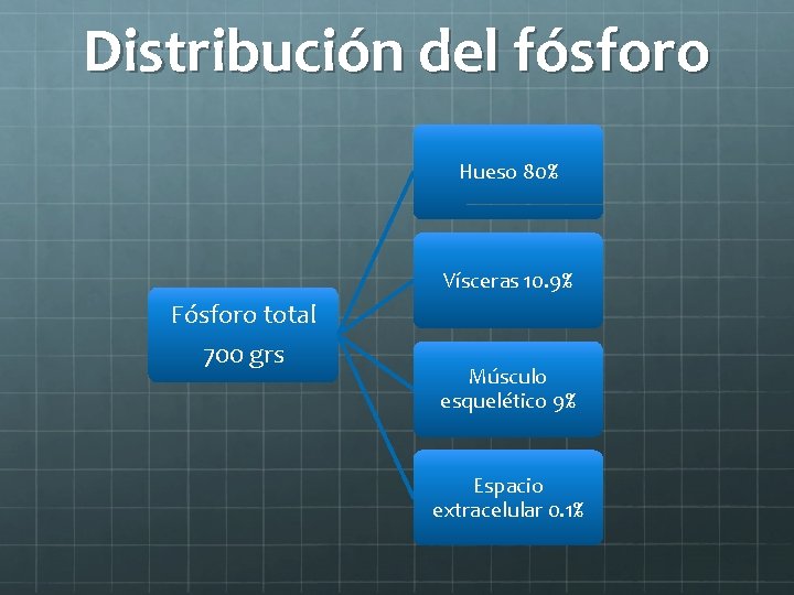 Distribución del fósforo Hueso 80% Vísceras 10. 9% Fósforo total 700 grs Músculo esquelético