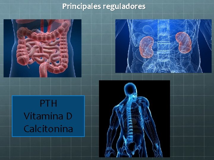 Principales reguladores PTH Vitamina D Calcitonina 
